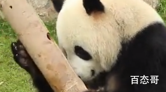 大熊猫星二逃离哥本哈根动物园 越狱过程充满坚信！