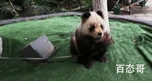 乐山熊猫狗逛街 真的是大熊猫吗？实际应该是什么宠物呢？