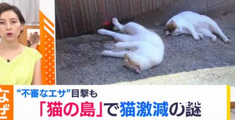 日本猫岛60多只猫意外死亡 太残忍了希望能严惩涉事人