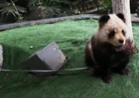 乐山熊猫狗逛街 真的是大熊猫吗？实际应该是什么宠物呢？