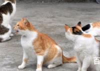 日本猫岛60多只猫意外死亡 太残忍了希望能严惩涉事人