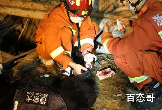 搜救犬参与爆炸救援受伤 消防员以为搜救犬处理好伤口