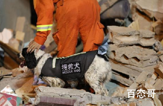 搜救犬参与爆炸救援受伤 消防员以为搜救犬处理好伤口
