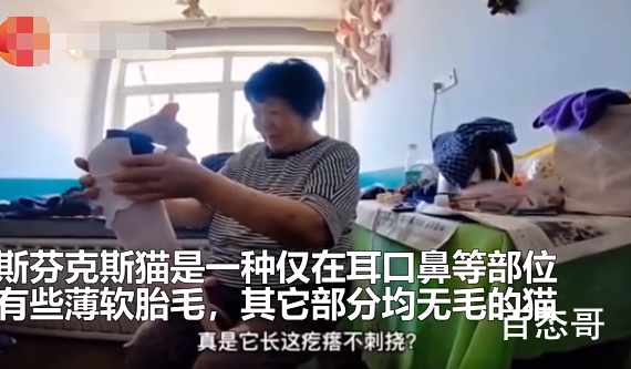 东北奶奶给无毛猫织毛衣 这是拍猫冻感冒了吗？