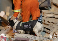 搜救犬参与爆炸救援受伤 消防员以为搜救犬处理好伤口