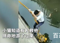 小伙下臭水沟救流浪猫 流浪猫是怎么掉下去的呢？