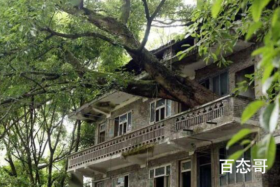 重庆400年老树穿楼生长 房主为树搬离重新租房