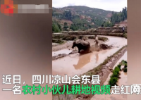 乘风破浪的耕地小伙火了 网友戏称心疼水牛三秒钟