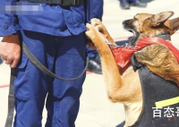 退役搜救犬扒训导员衣角不愿离开 希望这些搜救犬后半生能够快快乐乐的生活