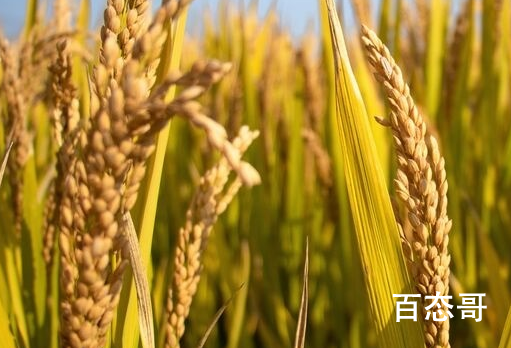 袁隆平团队在内蒙古试种海水稻 我国每年可以增产多少粮食？