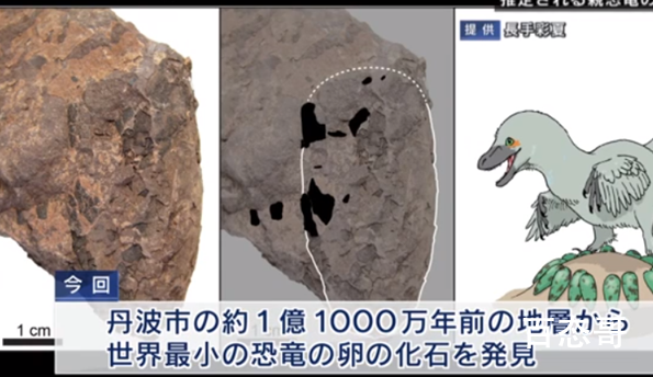 日本发现最小恐龙蛋化石 这枚恐龙蛋化石什么时期的蛋化蛋化的距了距离现在有多久了？