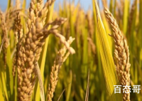 袁隆平团队在内蒙古试种海水稻 预计什么时候可以大批量种植？