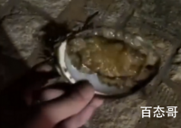青岛游客海里捡鲍鱼被要500块 捡到的鲍鱼大概有多大竟然被要五百？