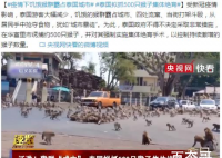泰国拟抓500只猴子集体绝育 是泰国里那个城市的猴子要被绝育