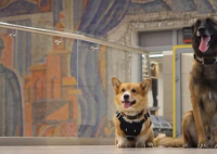 俄罗斯唯一一只柯基警犬退休 警犬柯基在役工作多长时间了？
