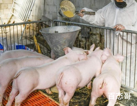 中国研究人员发现新型猪流感病毒 这种病毒会在人类之间传染吗？