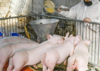 中国研究人员发现新型猪流感病毒 这种病毒会在人类之间传染吗？