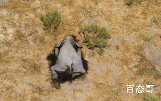 非洲350头大象接连离奇死亡  象牙当地政府有打算怎么处理吗？