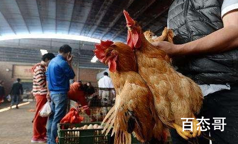 全国将逐步取消活禽市场交易 重点排查农贸市场安全风险隐患