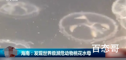 海南农家水井出现大量桃花水母 桃花水母是什么类型的水母稀有吗？