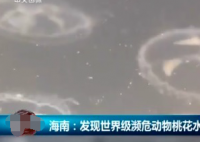 海南农家水井出现大量桃花水母 桃花水母素有水中大熊猫之称