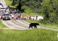 美国黑熊为脱单徒步650公里 引发十几万人关注它的安危