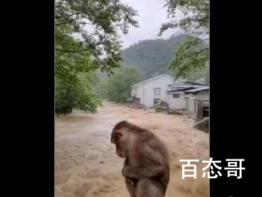 武夷山暴雨中猴子蹲桥上避险 武夷山暴雨还要持续多长时间？