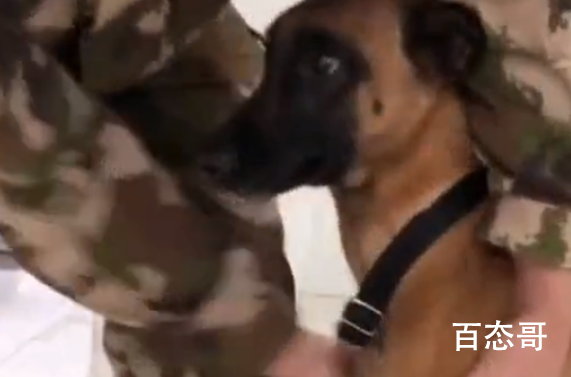 害怕打疫苗的搜救犬勇敢上前线了 搜救犬辛苦了给你点赞