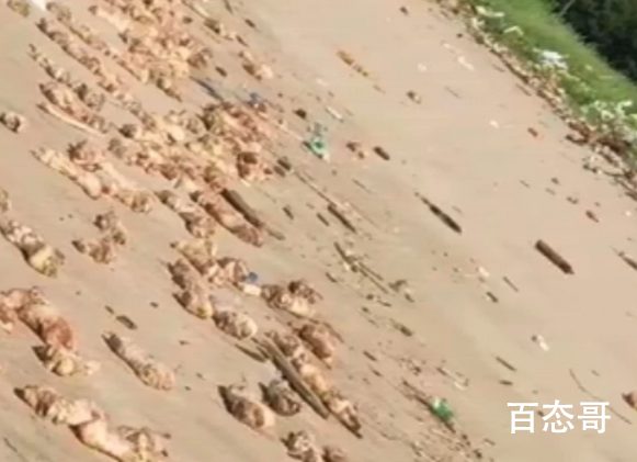 东莞海滩出现大量猪蹄 猪蹄的数量大概有多少有携带病毒吗？