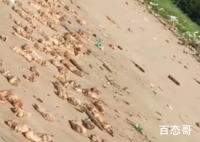 东莞海滩出现大量猪蹄  猪蹄源头是从哪里来的相关部门正在调查当中