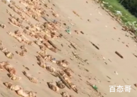 东莞海滩出现大量猪蹄 猪蹄的数量大概有多少有携带病毒吗？