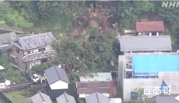 日本千年神树因大雨连根倒地 神树具体年龄有多少了高度有多少？