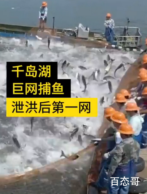 千岛湖泄洪后首网捕获50000斤鱼 并下保证绝不涨价让大家能够吃到平价鱼
