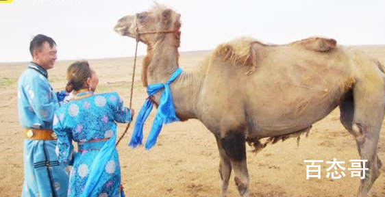 年迈骆驼被卖后独行100公里回家 主人决定养它到老