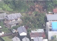 日本千年神树因大雨连根倒地 神树具体年龄有多少了高度有多少？