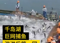 千岛湖泄洪后首网捕获50000斤鱼  其中大部分都是什么品种的鱼？