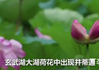 南京玄武湖罕见再现并蒂莲 出现并蒂莲的概率是多少？