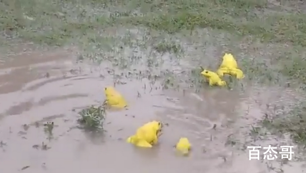 印度水塘出现黄色青蛙 这是什么品种的青蛙是基因突变吗？