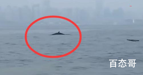 青岛三浴近海鲸鱼出没 这只鲸鱼是什么品种的体积有多大？