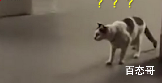 两只老鼠站立互殴一旁猫咪被吓傻 猫咪一脸懵逼好像在说我是谁我在那里我在干什么？