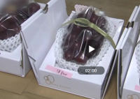 日本天价葡萄一串8.5万元 这是什么品种的葡萄为什么会这么贵？