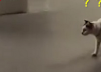 两只老鼠站立互殴一旁猫咪被吓傻 猫咪一脸懵逼好像在说我是谁我在那里我在干什么？