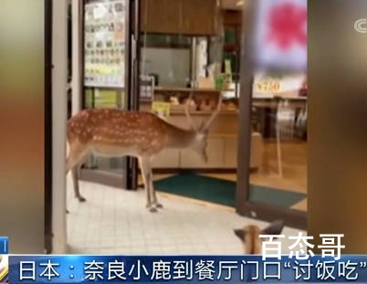 奈良小鹿到餐厅讨食物被婉拒 奈良小鹿是冲那里跑出来的