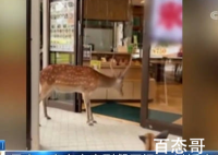 奈良小鹿到餐厅讨食物被婉拒 奈良小鹿是冲那里跑出来的