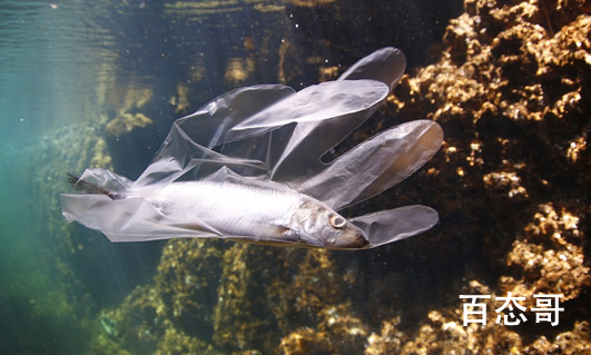 日本研发出可在海水中降解塑料袋 预计多长时间就可以自动降解