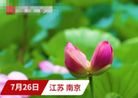 南京玄武湖连续出现2株并蒂莲 具体事件始末是怎样的？