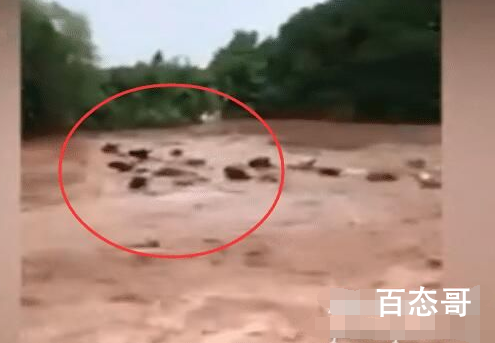 村民十几头牛在台风中被洪水冲走 最后牛有被找回来吗？