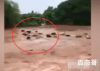 村民十几头牛在台风中被洪水冲走 最后牛有被找回来吗？