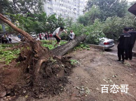 北京雨后大树倾倒 砸损七辆轿车 现场有人员受伤吗？