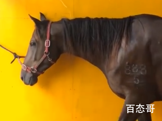 冲入海中救男孩的两匹马病危 已经安排兽医正在医治中